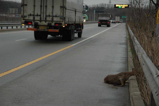 길가에 뛰어들었다 차에 치여 심각한 부상을 입은 고라니의 모습. 국립생태원 제공