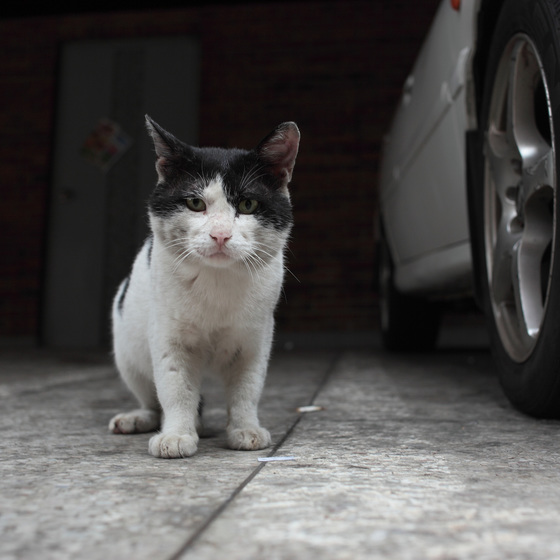김하연 작가가 찍은 길고양이 사진
