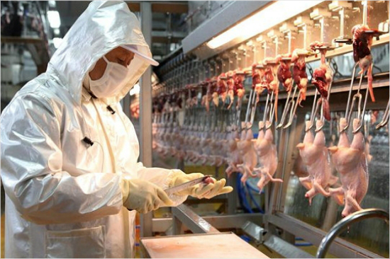 닭 가공 공장 (사진=자료사진)