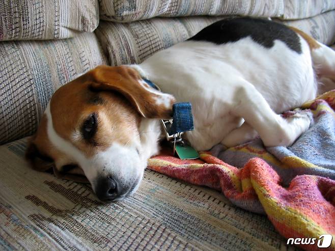 반려견.(사진 이미지투데이)© News1
