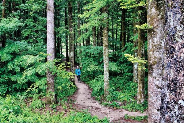 [월간산]<오대산기>를 쓴 김창흡이 걸었음직한 오대산 월정사 옛길인 잣나무 숲길을 걷고 있다.
