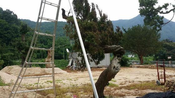 도난 당한 뒤 충북의 한 농장에 심겨진 향나무 모습. [사진 경남경찰청]