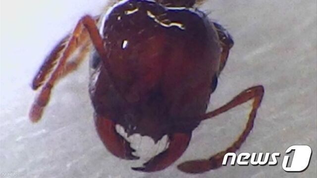 최근 일본 각지에서 발견되고 있는 남미산 붉은불개미 (NHK 캡처) © News1