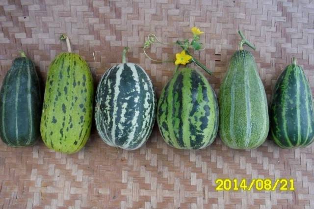 ▲ 여러 가지 토종 참외들. 왼쪽부터 청참외, 까치참외, 수통참외, 개구리참외, 쇠뿔참외, 조선참외. ⓒ이영동