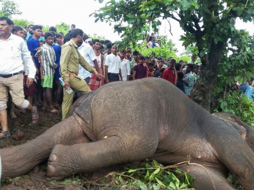 인도서 15명 죽인 ‘살인 코끼리’, 결국 사살돼…