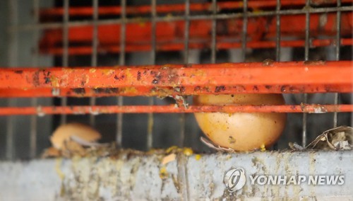 (철원=연합뉴스) 양지웅 기자 = 살충제 계란 파장이 전국으로 확산된 16일 강원 철원군의 한 농장에 수거되지 않은 계란이 놓여 있다. 식품의약품안전처는 이 농장의 계란에서 피프로닐이 국제 기준치보다 높게 검출됐다고 이날 밝혔다.     yangdoo@yna.co.kr