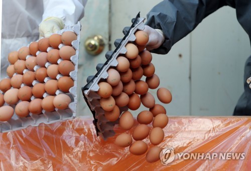 (대전=연합뉴스) 양영석 기자 = 대전시와 구청, 축협 관계자들이 17일 대전 유성구 한 산란계 농장에서 에톡사졸 성분이 검출된 계란을 폐기하고 있다.     youngs@yna.co.kr