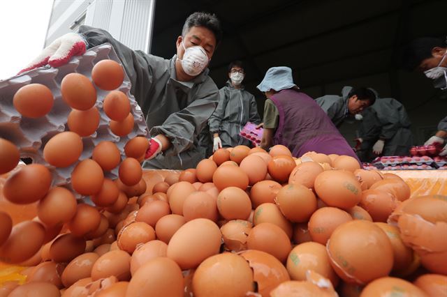 지난 16일 오후 경기도 남양주시의 한 농장에서 방역당국이 살충제 성분이 검출된 계란을 폐기하고 있다. 연합뉴스