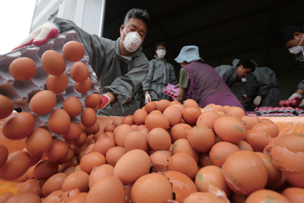 8월 16일 오후 경기도 남양주시의 한 농장에서 방역당국이 살충제 성분이 검출된 계란을 폐기하고 있다./연합뉴스