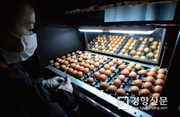 8월 16일 경기 남양주시의 한 양계장 직원이 기계를 이용해 게란 분류작업을 하고 있다.  농민이 일하는 계사와 소비자에게 보낼 계란 분류 공간의 이미지는 사뭇 다르다.  /김영민 기자