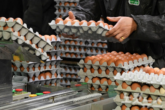 한 산란계 농장에서 직원들이 계란 출하 전 선별작업을 하고 있다. (사진=박종민 기자/자료사진)