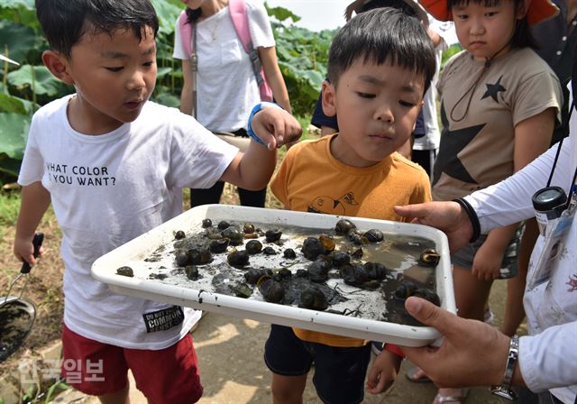 생태체험 프로그램에 참가한 아이들이 뜰채로 잡은 왕우렁이를 신기한 듯 보고 있다.
