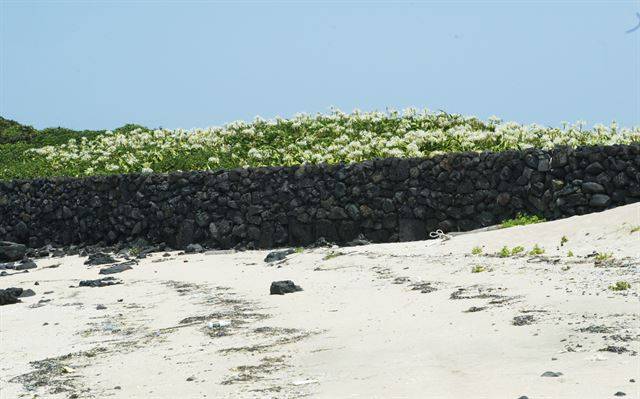 돌담을 쌓아 바닷물에 유실되는 것을 막고 있다.