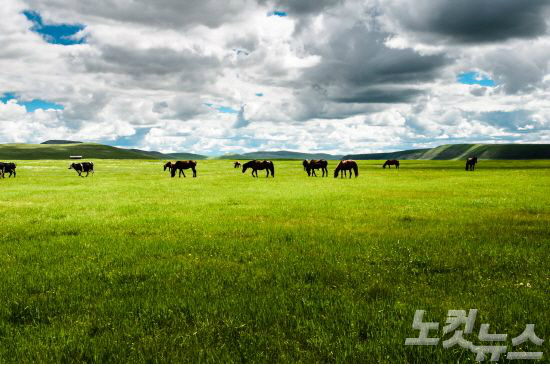 끝없이 펼쳐진 초원과 푸른하늘 한가로이 노니는 말들이 어우러져 그림같은 풍경을 선사하는 몽골. (사진=웹투어 제공)