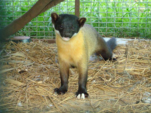 담비는 간혹 발에 흰 무늬가 있어 무인센서 카메라로 식별하는데 도움이 된다. 국립생태원 제공