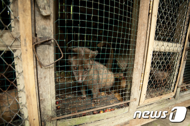 인도네시아 사향고양이.(사진 어웨어 제공)© News1