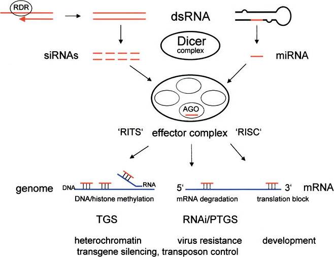 그림 2. RNA 간섭이란 RNA 중 일부가 짧은간섭RNA(siRNA)나 마이크로RNA(miRNA)가 전령RNA(mRNA)의 활성을 조절해서 유전자 발현을 방해하는 것을 말한다. 출처: Wikimedia