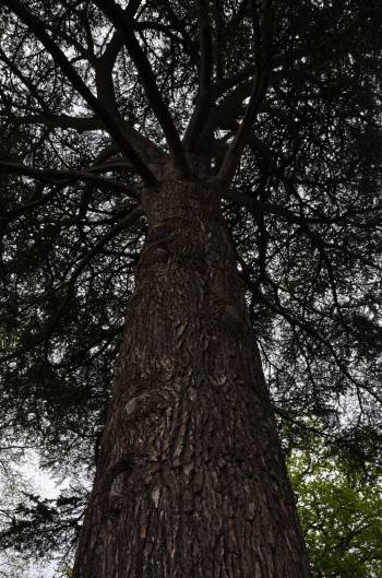 솔로몬이 성전을 지을 때 사용했다는 향백나무는 높이 30m, 줄기 지름 2m 이상 자라며 방부·방충 능력도 있다.