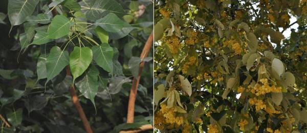 석가모니가 그 아래서 깨달음을 얻었다고 알려진 보리수나무 잎(왼쪽)과 한국 사찰에서 그 대용으로 심은 찰피나무의 잎과 꽃(오른쪽).