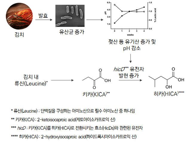 김치 내 기능성 물질 HICA 생성 메커니즘