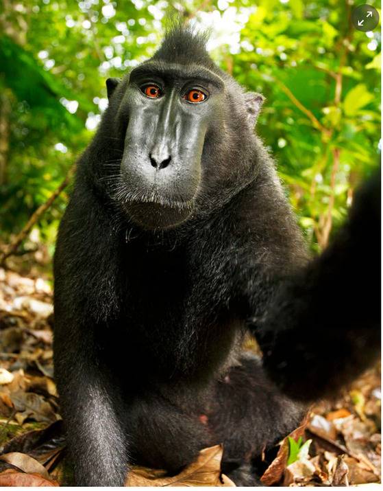 셀카를 찍는 도중 촬영된 장면. [사진 위키피디아]