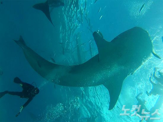고래상어를 만날 수 있는 오슬롭 투어. (사진=세부다이어리 제공)