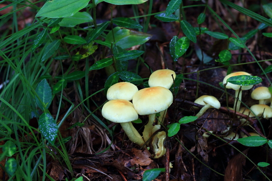 식용버섯인 ‘개암버섯’(위쪽)과 독버섯인 ‘노란개암버섯’(아래쪽). 노란개암버섯은 버섯 전체가 더 밝은 노란색을 띤다. 그러나 야외에서는 색깔의 정확한 구별이 쉽지 않기 때문에 주의해야 한다. [국립수목원]