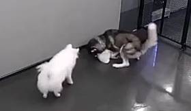 시베리안허스키가 비숑프리제의 목과 머리부분을 물고 흔들고 있다. /유튜브