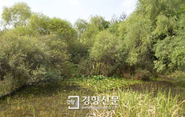 하루 탐방 인원을 300명으로 제한해 자연 모습을 잘 간직하고 있는 서울 강동구 길동생태공원 내 습지. 한국도로공사의 서울세종고속도로 서울구간 터널이 이 공원 지하를 지나도록 계획되면서 훼손논란이 일고 있다.