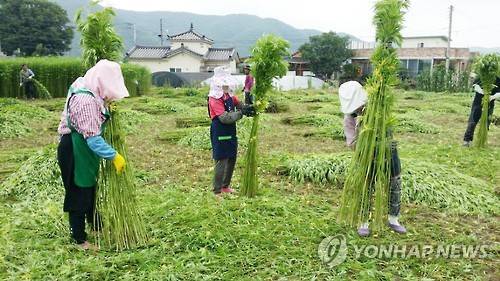 안동시 의료용 대마 합법화 추진..