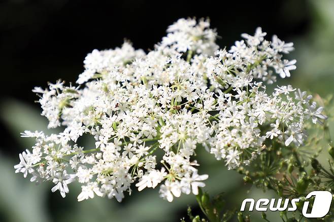 만항재 일원에 수줍게 꽃망울을 터트린 어수리© News1