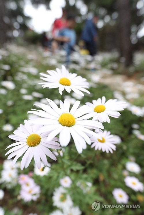 (정읍=연합뉴스) 정경재 기자 = 추석 연휴인 5일 오후 전북 정읍시 옥정호 구절초테마공원에서 열린 '제12회 정읍 구절초축제'를 찾은 관광객들이 경치를 감상하고 있다. 지난 1일 개막한 축제는 오는 15일까지 진행된다. 2017.10.5  jaya@yna.co.kr