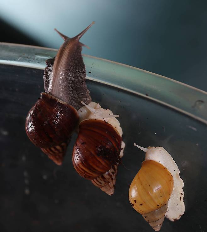 아프리카 달팽이 3종 왼쪽부터 흑와, 백와, 금와이다. 껍데기와 몸 색상에 따라 명칭이 다르다. 우상조 기자