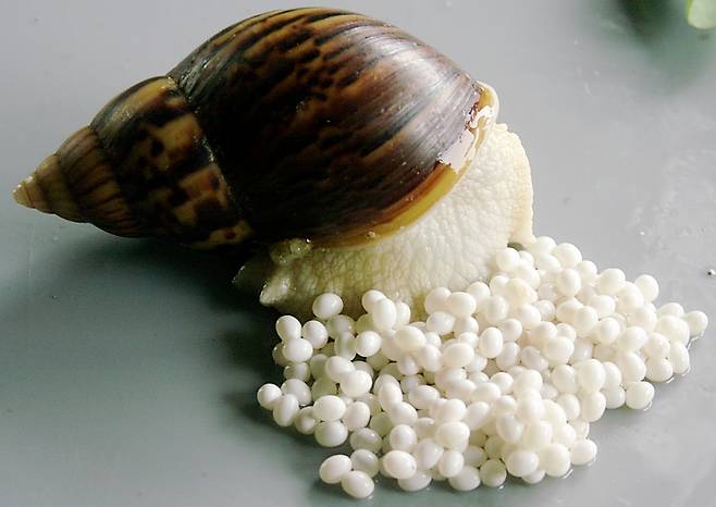 알은 대체로 한번에 80~200개 가량 낳는다. [사진 팽이랑농원]