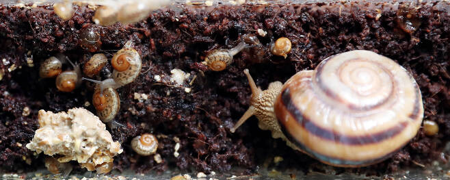 어미 동양달팽이와 새끼 동양달팽이. 우상조 기자