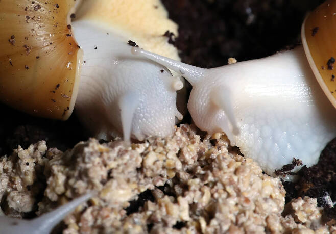 달팽이는 버섯이나 나뭇잎 등의 식물성 먹이를 주로 먹는다. 몸 속에 뼈가 없는 연체동물이지만 입 안쪽에 치설을 사용해 먹이를 찢어 먹는다. 우상조 기자