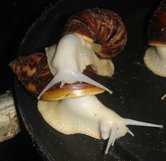 자웅동체인 달팽이는 오른쪽 목덜미 부근에 돌출한 생식기를 이용해 교미를 한다. 동그란 모양 때문에 생식공이라 부른다. [사진 팽이랑농원]