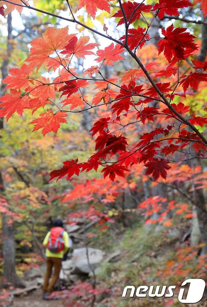 지난 6일 설악산 국립공원을 찾은 등산객이 한계령~한계령 삼거리 구간 붉게 물든 단풍길을 오르고 있다. 2017.10.6/뉴스1 © News1 고재교 기자