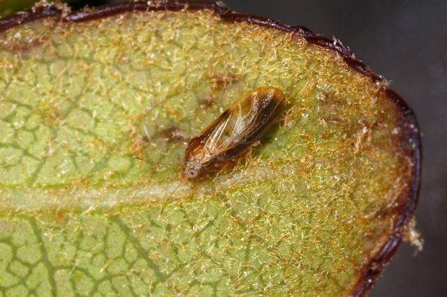 ‘다정큼나무이’. 다정큼나무를 먹고 사는 곤충이라는 점에서 이런 이름이 생겼다. 국립생물자원관 제공