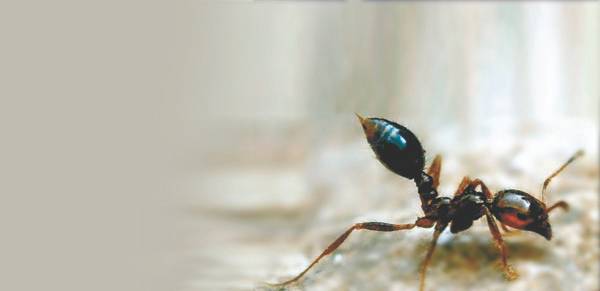 9월 28일 부산항에서 발견된 붉은불개미.[뉴스1]