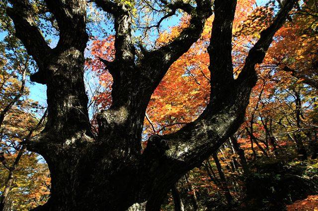 어리목코스 단풍