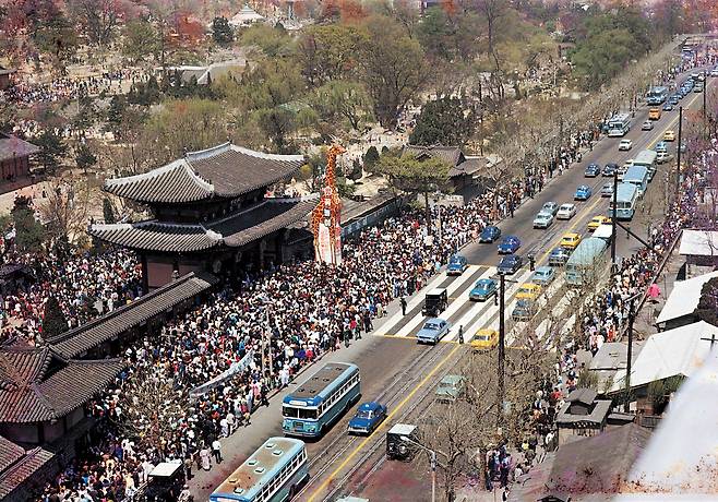 지난 1969년 개원 60주년을 맞은 창경원 동물원 정문. [중앙포토]
