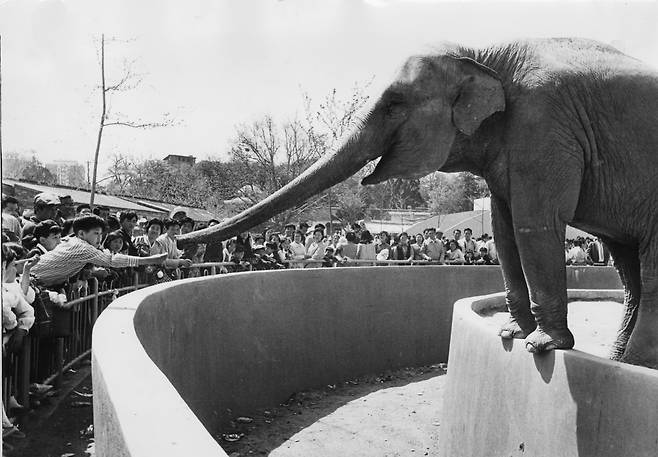 어린이날 창경원 동물원에서 코끼리에게 먹이를 주고 있는 어린이의 모습이다. [중앙토포]