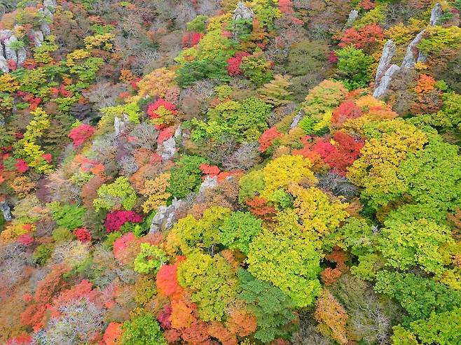 최근 절정을 이룬 한라산 영실코스의 단풍. 제주도 제공