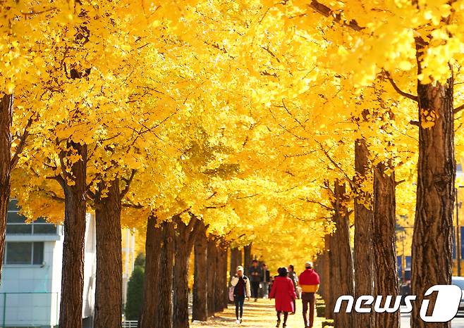 올 가을 들어 강원도가 가장 추운날을 기록한 30일 강원 원주시 흥업면 연세대학교 원주캠퍼스내 은행나무길이 황금물결을 이루며 이곳을 찾은 시민들을 늦가을 정취에 빠지게 하고 있다.2017.10.30/뉴스1 © News1 권혜민 기자