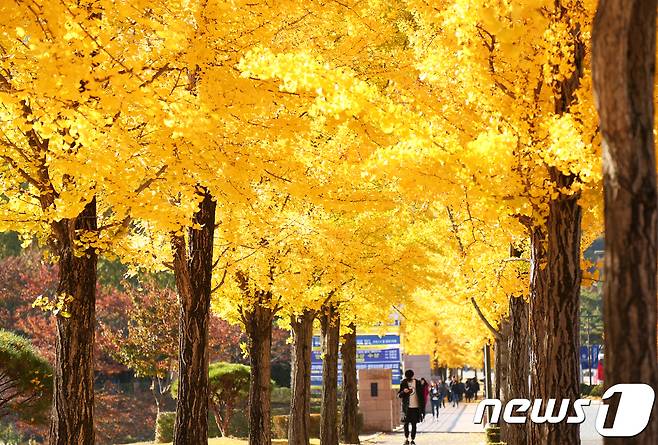 올 가을 들어 강원도가 가장 추운날을 기록한 30일 강원 원주시 흥업면 연세대학교 원주캠퍼스내 은행나무길이 황금물결을 이루며 늦가을 아름다운 경치를 뽐내고 있다.2017.10.30/뉴스1 © News1 권혜민 기자