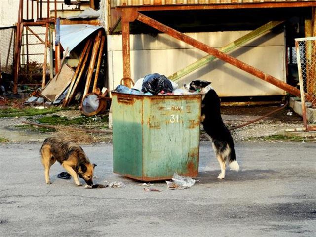 체르노빌에 남겨진 개들이 쓰레기통을 뒤지고 있다. 클린 퓨처스 펀드(Clean Futures Fund)