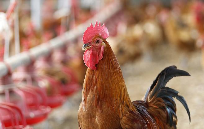 지난 8월 경북 영천시의 한 재래닭 사육농장의 닭과 계란, 토양에서 DDT 성분이 검출됐다. 40년 가까이 사용이 중단됐던 DDT가 어디서 왔는지가 미스터리로 등장했다. 프리랜서 공정식