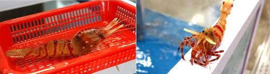 도화새우(왼쪽)와 닭새우. 머리에 돋은 가시 모양이 다르다. [사진 천금수산]