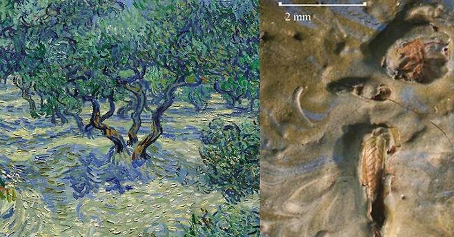 반고흐 그림 '올리브 트리'(좌)에서 발견된 128년 된 메뚜기 사체(우) [폭스뉴스 홈페이지 캡처]